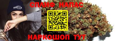 гашик Кингисепп