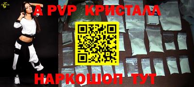 гашик Кингисепп